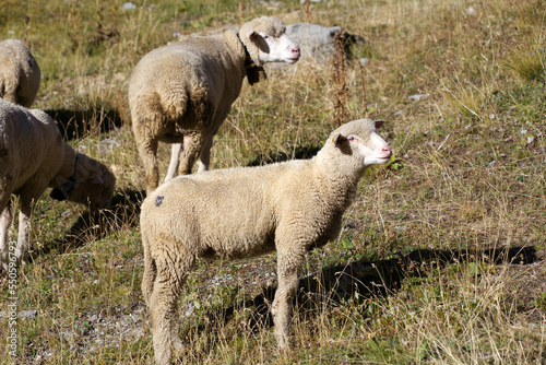 Herd of sheep grazing at meadow at region of Swiss mountain pass Furkapass on a sunny late summer day. Photo taken September 12th, 2022, Muttbach, Canton Valais, Switzerland.