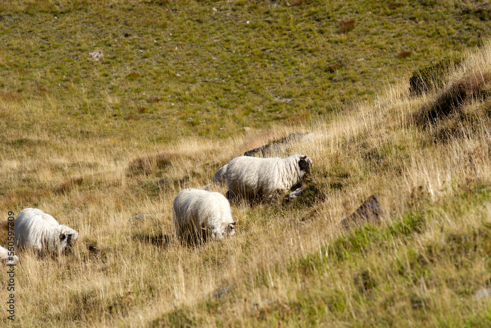 Herd of black nose sheep grazing at meadow at region of Swiss mountain pass Furkapass on a sunny late summer day. Photo taken September 12th, 2022, Furka Pass, Switzerland. Herd of black nose sheep grazing at meadow at region of Swiss mountain pass Furkapass on a sunny late summer day. Photo taken September 12th, 2022, Furka Pass, Switzerland.
