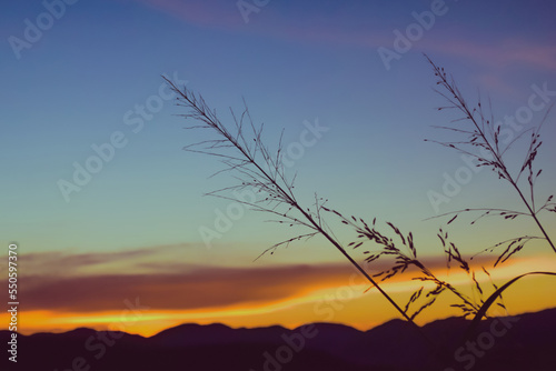 Grasses solf focus.Sunset times in Muak Lek,Saraburi, Thailand.