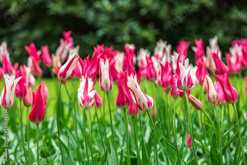 Colourful tulips
