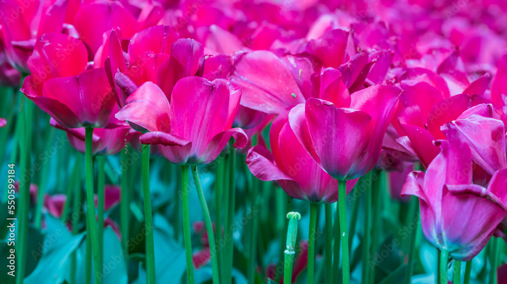 Obraz premium Colourful tulips
