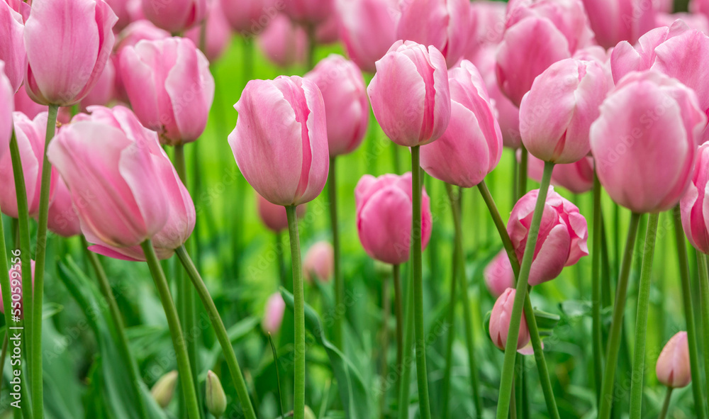 Colourful tulips