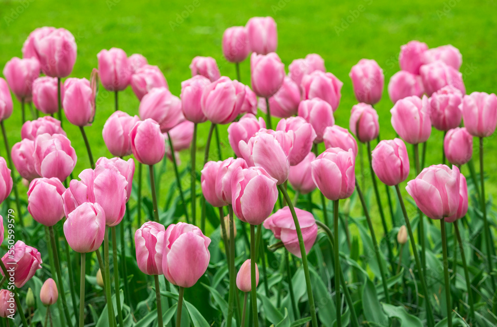 Colourful tulips