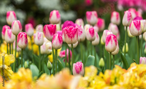 Fototapeta Naklejka Na Ścianę i Meble -  Colourful tulips