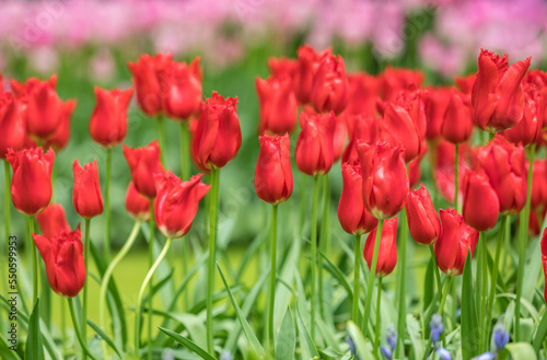 Colouful tulips