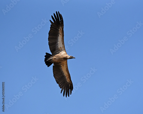 White-backed Vulture (Gyps africanus) in flight
