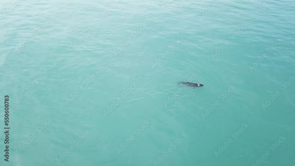 Seals in Iceland Seals in Iceland