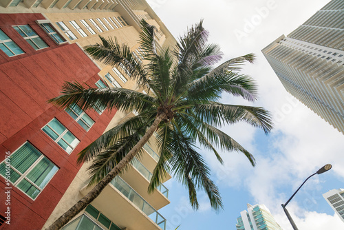 Slanted coconut tree in low angle view outside the building with red orange and beige wall-Miami, FL
