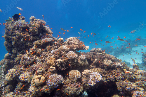 Fototapeta Naklejka Na Ścianę i Meble -  Colorful, picturesque coral reef at bottom of tropical sea, hard corals with Anthias fishes, underwater landscape