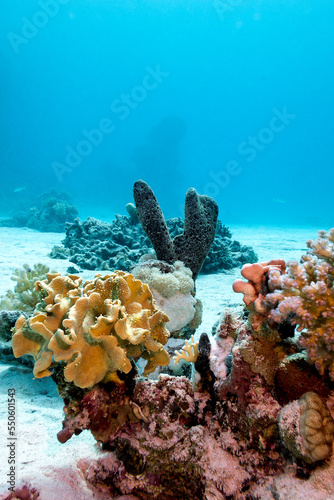 Coral reef with soft and hard corals and sea sponge on the bottom of red sea , underwater landscape