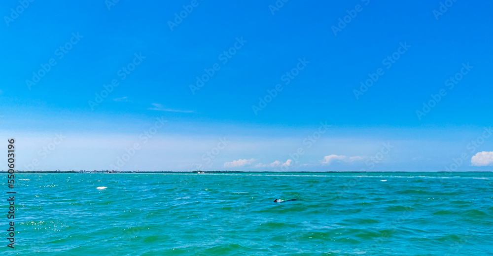 Dolphins swimming in the water off Holbox Island Mexico. Dolphins swimming in the water off Holbox Island Mexico.