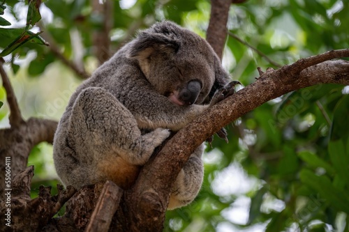 Photography Closeup of a cute koala on a branch of a tree