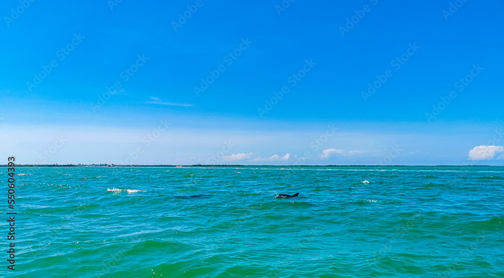 Dolphins swimming in the water off Holbox Island Mexico.