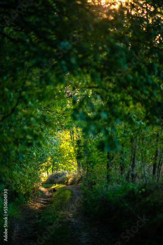 Fototapeta Naklejka Na Ścianę i Meble -  sunlight in the forest