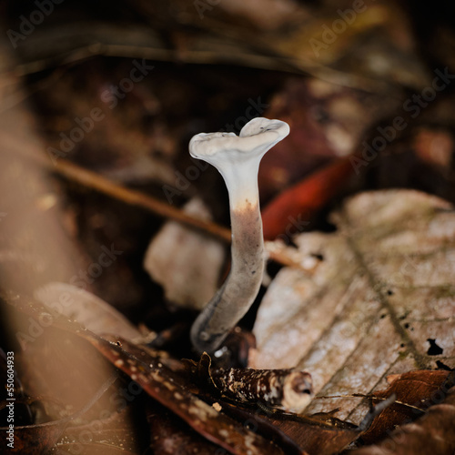 Genus Amauroderma mushroom fungi bracket mushroom a member of Bracket Fungi Family Polyporaceae photo