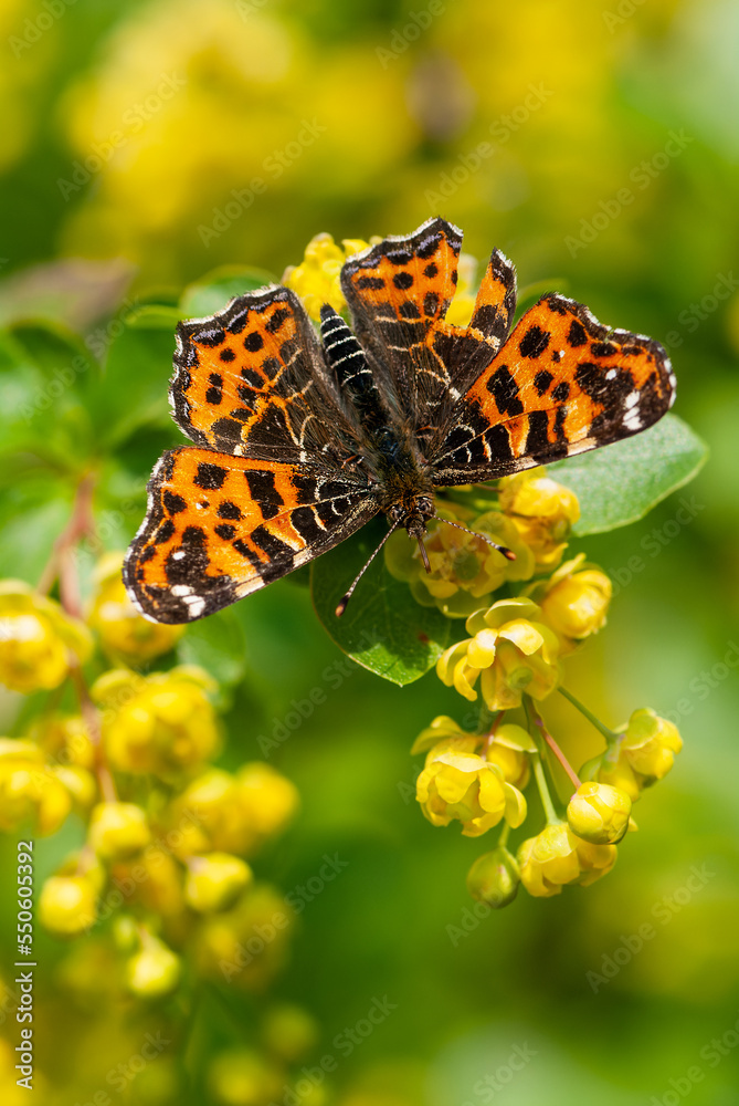 Obraz premium Araschnia levana f. levana, Landkärtchen Frühlingsgeneration auf Blume, Schmetterling Landkärtchen Frühjahrsform auf Nektarsuche, Kleinschmetterling auf gelber Blüte, Landkärtchen Frühlingsform