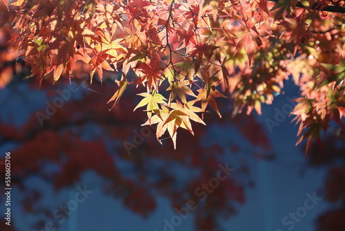 Wallpaper Mural 奈良公園の綺麗な紅葉 Torontodigital.ca