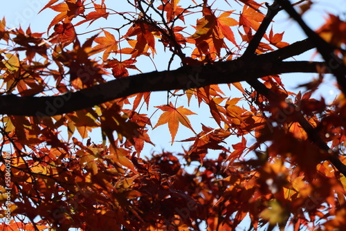 Wallpaper Mural 奈良公園の綺麗な紅葉 Torontodigital.ca