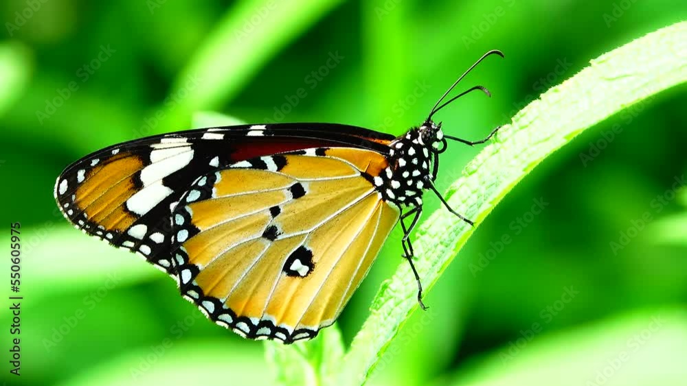 Thai beautiful butterfly on meadow flowers nature outdoor Thai beautiful butterfly on meadow flowers nature outdoor