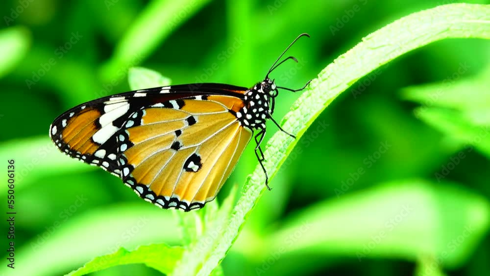 Thai beautiful butterfly on meadow flowers nature outdoor Thai beautiful butterfly on meadow flowers nature outdoor