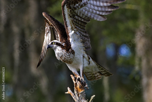 Osprey rising at Blue Cypress Lake in Indian River County, Florida