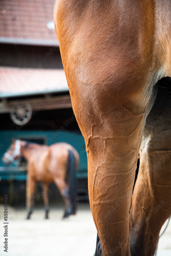Obraz premium Hufen eines Pferdes werden gepflegt. Pferdehuf. Reitstall.