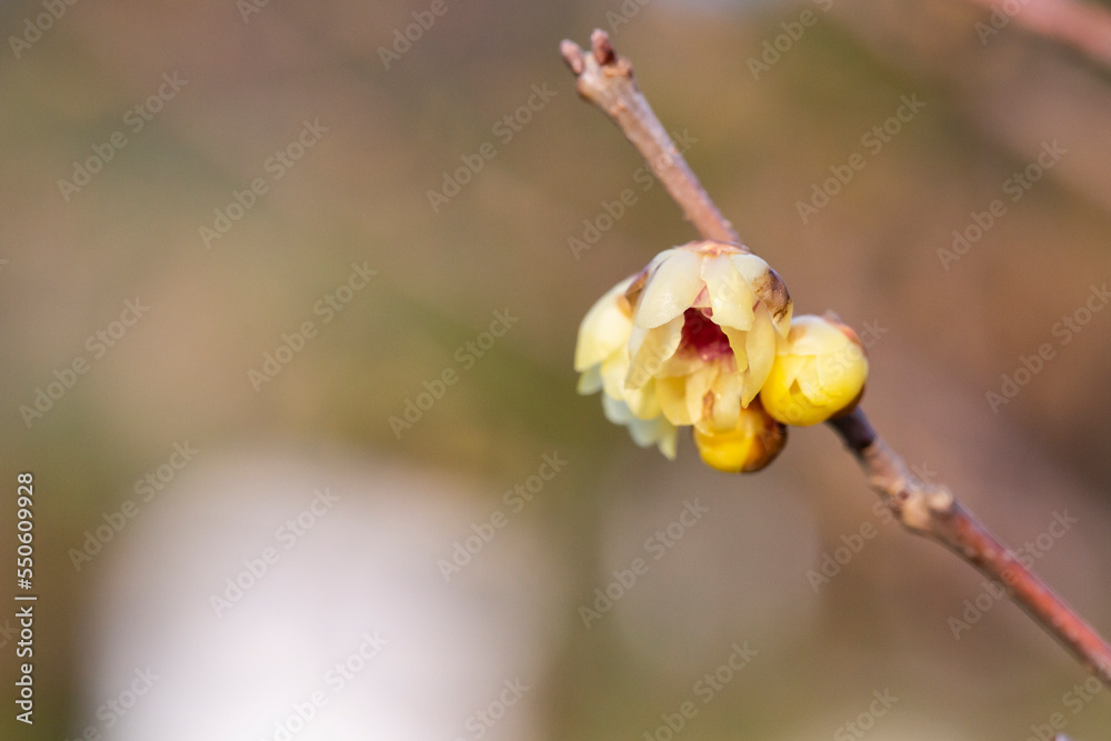 Chimonanthus praecox under backlight in early spring Chimonanthus praecox under backlight in early spring