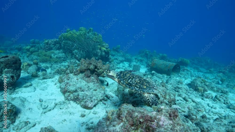 4K 120 fps Super Slow Motion Seascape with Hawksbill Sea Turtle in the coral reef of the Caribbean Sea, Curacao 4K 120 fps Super Slow Motion Seascape with Hawksbill Sea Turtle in the coral reef of the Caribbean Sea, Curacao
