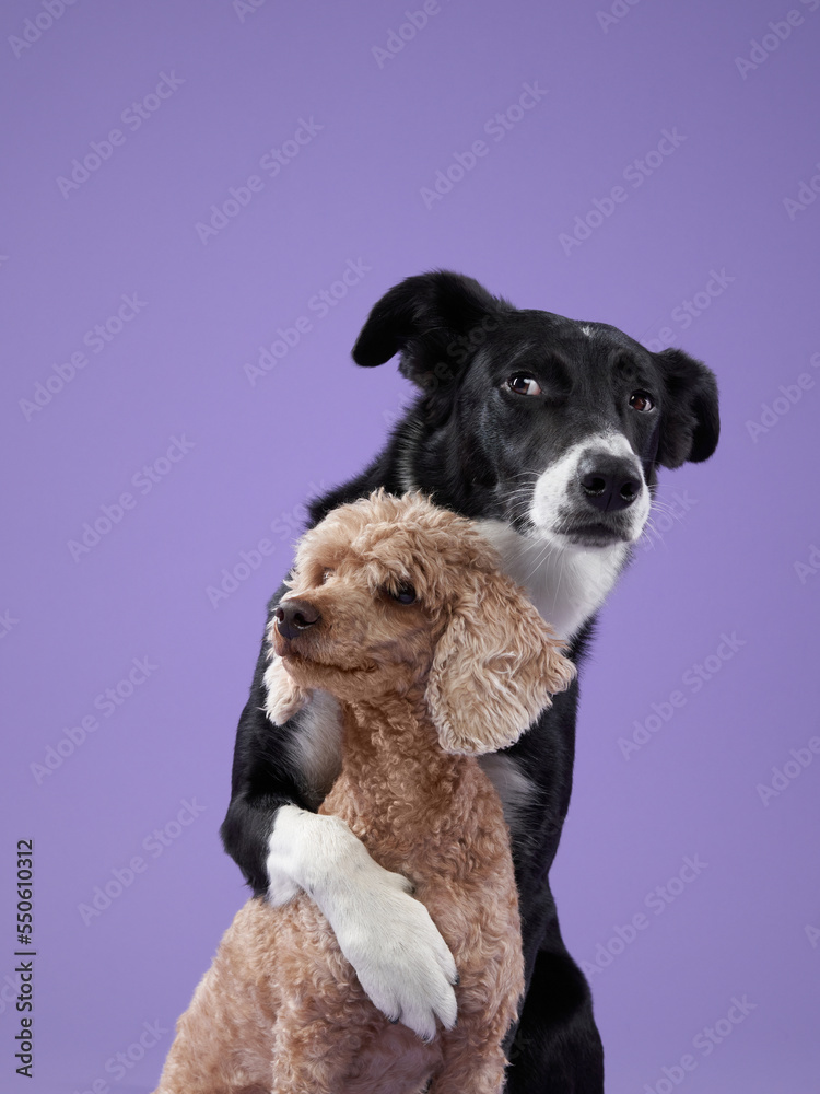 dogs play on purple background. Border collie and poodle with funny muzzle, emotion dogs play on purple background. Border collie and poodle with funny muzzle, emotion