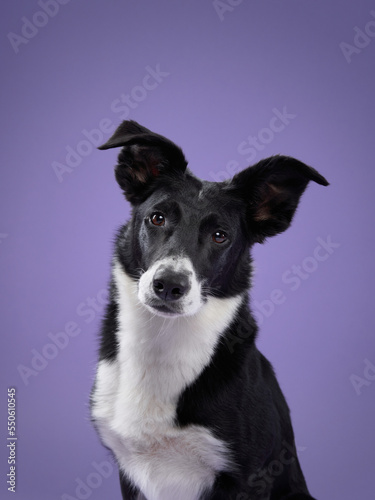 dog on purple background. Border collie dog with funny muzzle, emotion
