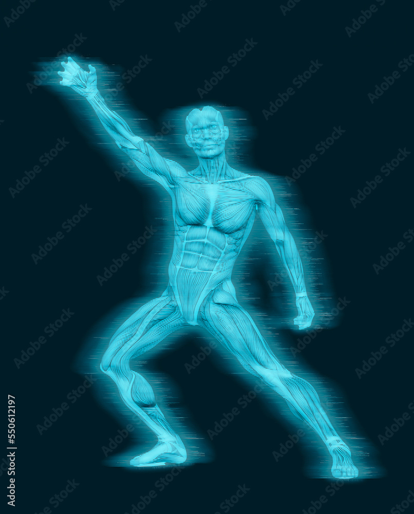 average man muscle maps average man muscle maps