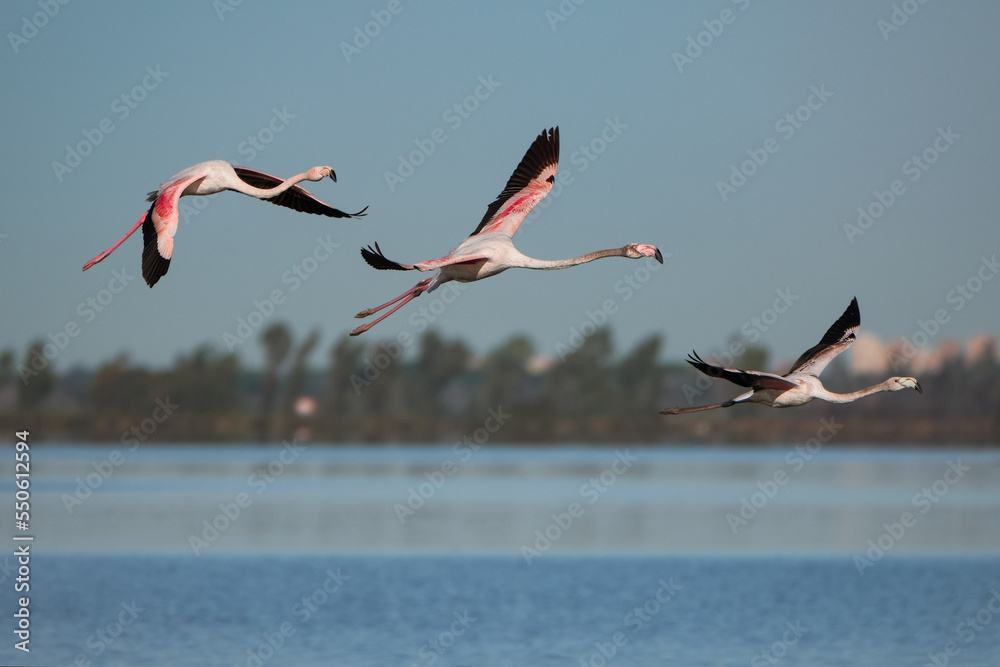 Pink flamingo of the circeo national park