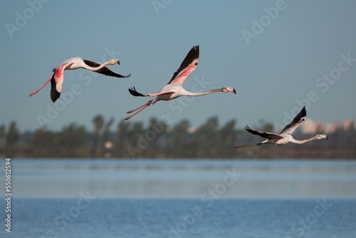 Pink flamingo of the circeo national park