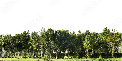 Isolated set of trees in a small forest with transparent background. Tree for landscape design, PNG.