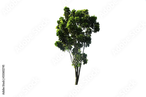 Isolated green tropical tree with transparent background. Tree for landscape design, PNG.