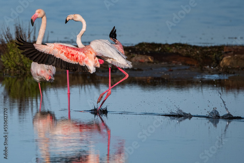 Pink flamingo of the circeo national park photo