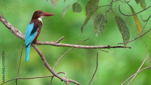 White-throated Kingfisher Scientific  : Halcyon smyrnenis (Linnaeus) on branch. photo