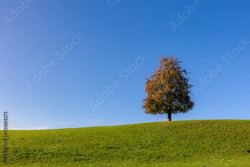 Landscape view of green grass field on slope hill under blue clear sky in Autumn, Terrain hillside with one single tree and warm sunlight in the afternoon, Nature background with ree copy space.