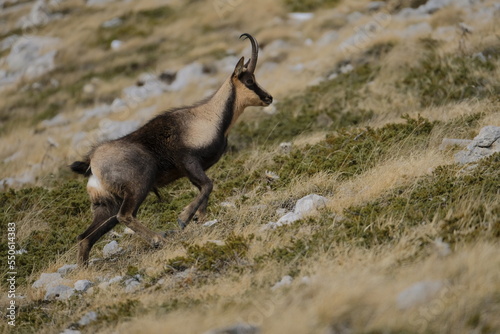 Chamois of the apennines central