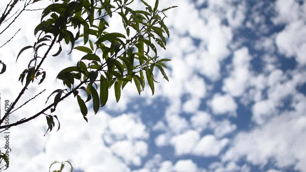 Una rama de un arbol en floracion con un fondo de nubes frias en el cielo 