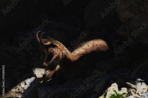 Chamois of the central apennines photo