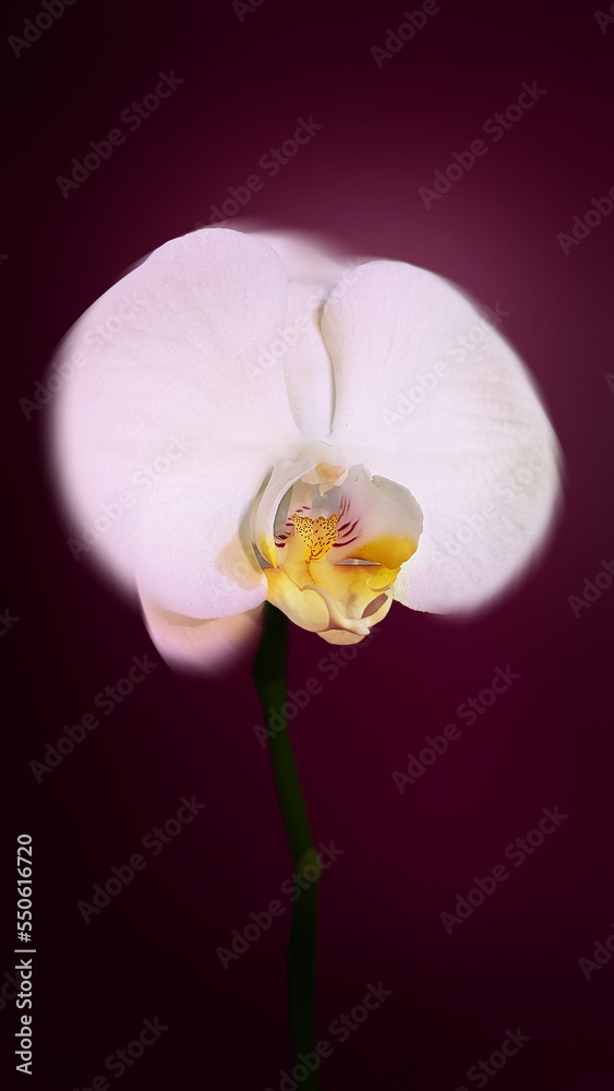 Obraz premium Orchid Pink, Macro Photography, Fine Art Floral Photography, Red Background, Flower Photography