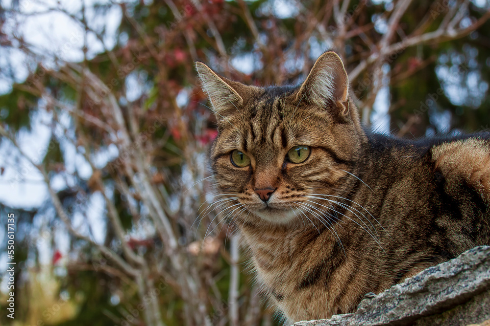 Uriage les Bains, Isere, Rhone-Alpes, France, 20 11 2022 outdoor portrait of a tabby colored tabby domestic cat