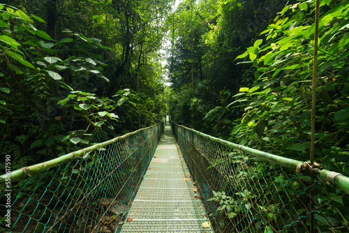 Suspension bridge in green jungle photo