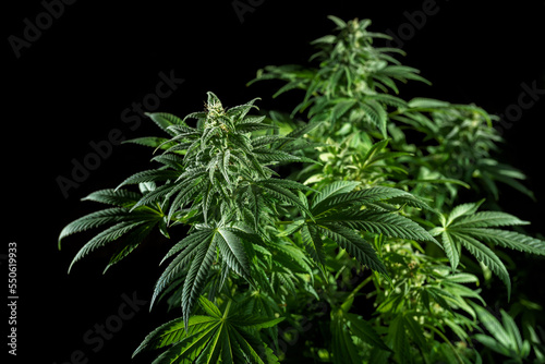 Medical marijuana plant close up. Bud blooming with abundant trichomes on a black background