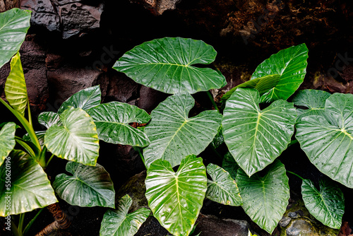 Green leaves of alocasia plant photo