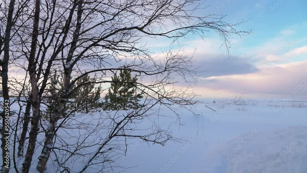 Winter snow-covered field. Bright pink-blue sky. The trees in the foreground are swaying in the wind. The fascinating beauty of winter nature. Winter snow-covered field. Bright pink-blue sky. The trees in the foreground are swaying in the wind. The fascinating beauty of winter nature.