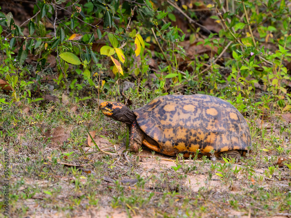 Fototapeta premium Closeup portrait of Red face box turtle, Mato Grosso, Brazil