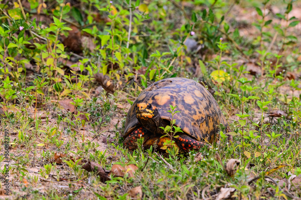 Closeup portrait of Red face box turtle, Mato Grosso, Brazil Closeup portrait of Red face box turtle, Mato Grosso, Brazil