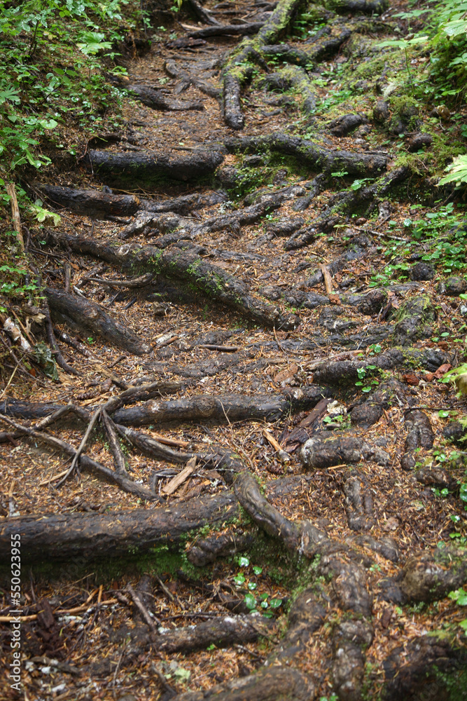 Küstenregenwald - Strathcona Park - Kanada / Coastal Rainforest - Strathcona Park - Canada /